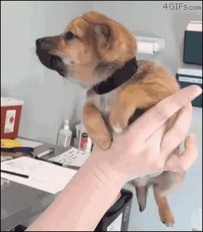 Dog Puppy GIF - Dog Puppy Cute puppy - Discover & Share GIFs
