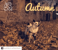 Autumn Leaves GIF - Autumn Leaves Dog GIFs