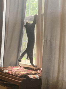 Cat Work Out GIF - Cat Work Out Gym GIFs