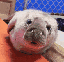 a seal puppy is laying on a person 's lap and looking at the camera .