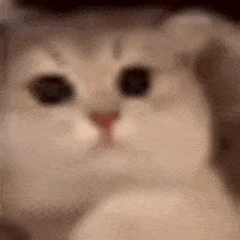 Cat Cute GIF - Cat Cute Cute Angry Baby Face GIFs