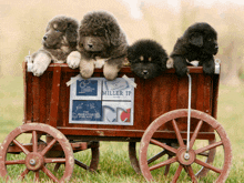 four puppies are in a wooden wagon that says miller ip