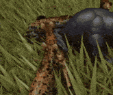 a giraffe laying on top of another giraffe in a grassy field