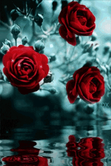 roses rouges red rose flowers water