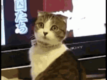 Kucing Nantangin GIF - Kucing Melotot Nantangin GIFs