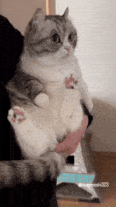 a person is holding a cat in their arms and the cat is looking at the camera