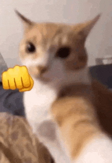 a close up of a cat giving a fist bump
