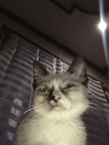 a close up of a cat 's face with a purple curtain in the background