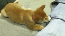 I Shall Save You From These Pants, Human! GIF - Shiba Inu Puppy GIFs