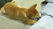 a dog is laying on the floor playing with a blanket