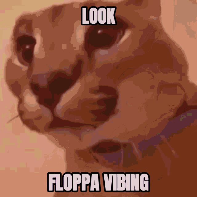 floppa gif, Big Floppa