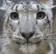 a close up of a leopard 's face looking at the camera