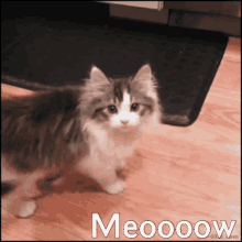 Meow Miss May GIF - Meow Miss May GIFs