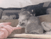 a person is petting a rabbit with their fingers