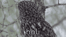 Holi Honey GIF - Holi Honey GIFs