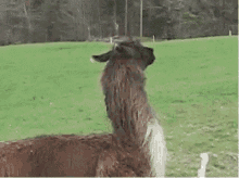 Fuck This Im Out Leave GIF - Fuck This Im Out Leave Alpaca GIFs