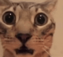 a close up of a cat 's face with big eyes and a surprised look on its face .