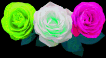 Rosas GIF - Rosas GIFs