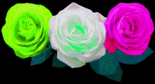 three different colored roses with green white and pink petals on a black background