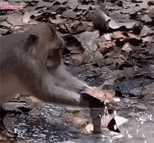 Save Water For Future Monkey GIF - Save Water For Future Monkey Animals GIFs