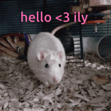 Ily Hello GIF - Ily Hello Rat GIFs