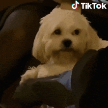 Shilling Dog Dog Laughing GIF