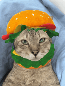 a cat is wearing a hamburger hat with lettuce and cheese