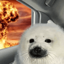 Seal This Is Fine GIF - Seal This Is Fine Meme GIFs