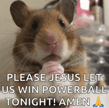 a picture of a hamster asking jesus to let us win powerball tonight