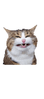 a brown and white cat with its mouth open and its teeth visible