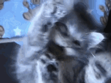 cats kittens cute close up cats kittens cute close up