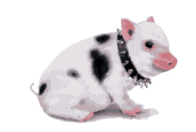Cute Pig Wink GIF - Cute Pig Wink GIFs