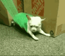 Dogs Funny GIF - Dogs Funny Animals GIFs