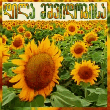 a picture of a field of sunflowers with a foreign language caption