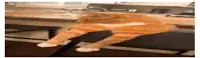 a cat is sitting on a bench in front of a counter .