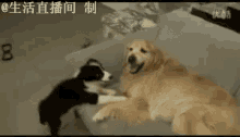 金毛犬 狗 可爱 嬉戏 打闹 GIF - Golden Retriever Dog Cute GIFs