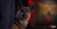 Looking Americas Top Dog GIF - Looking Americas Top Dog Stare GIFs