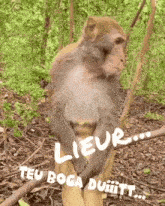 a monkey is sitting on a tree branch in the woods holding onto a tree branch .