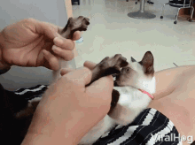 foot massage pedicure kitten cat touching the beans