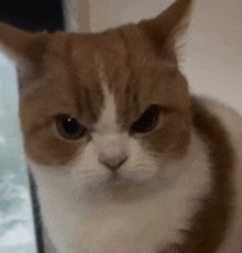 Cat GIF