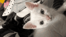 a white kitten with blue eyes is laying on a blanket looking at the camera .