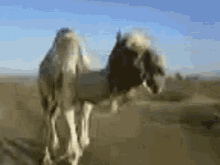 Camello Ytpmv GIF - Camello Ytpmv Camel GIFs