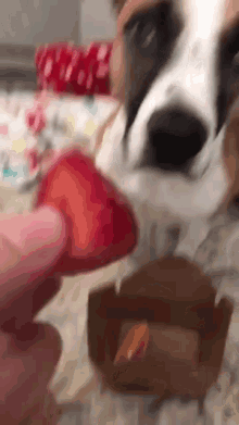 Food Dog Bite Strawberry GIF