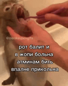a person brushing a monkey 's teeth with a toothbrush