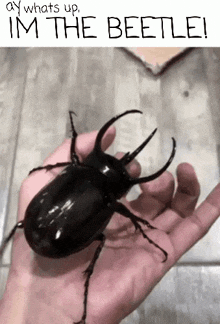 a person is holding a beetle in their hand with the caption " ay whats up im the beetle ! "