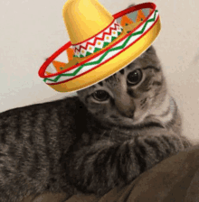 Cat Mexican GIF - Cat Mexican El Gato GIFs