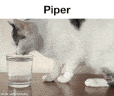 Piper The Cat GIF - Piper The Cat GIFs