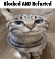 Blocked And Refarted Silly GIF - Blocked And Refarted Silly Cat GIFs