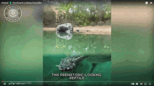 a video of a prehistoric-looking reptile is being played on youtube