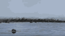 a flock of walruses are gathered in the fog
